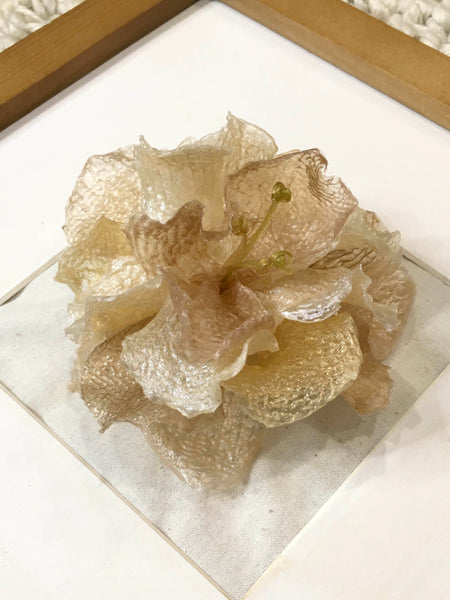 Camellia Summer Breeze In Frame | Butter