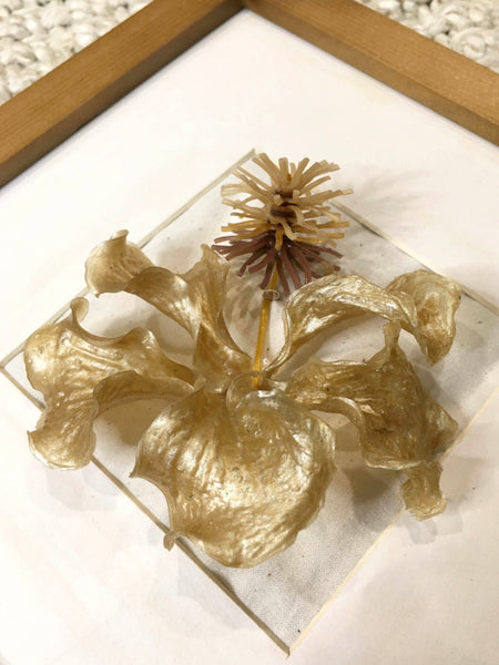 Hibiscus In Frame | Butter