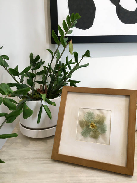 Daffodil In Frame-S | Mint